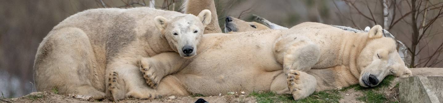 IJsberen liggend toegankelijkheid