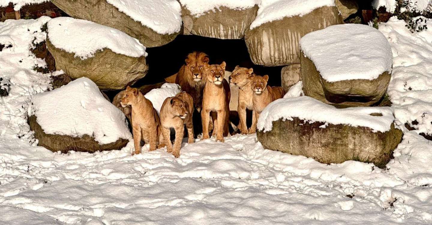 Leeuwen sneeuw januari 2026