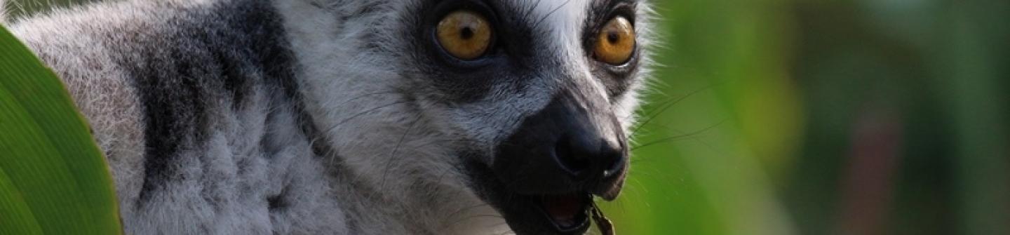 WILDLANDS gesloten voorjaar