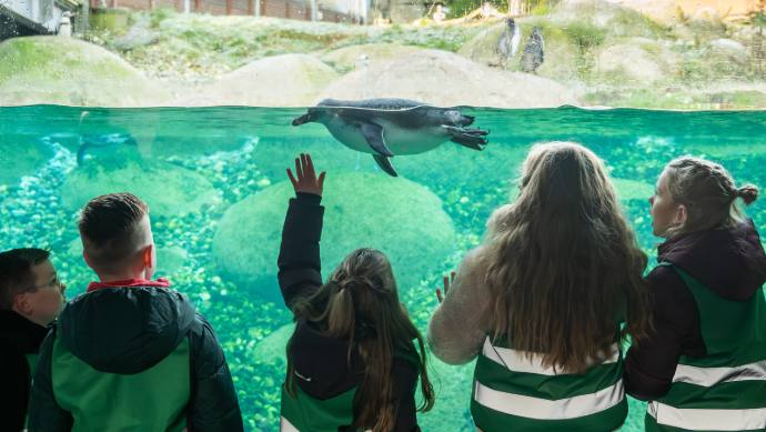 Scholen - pinguin onder water